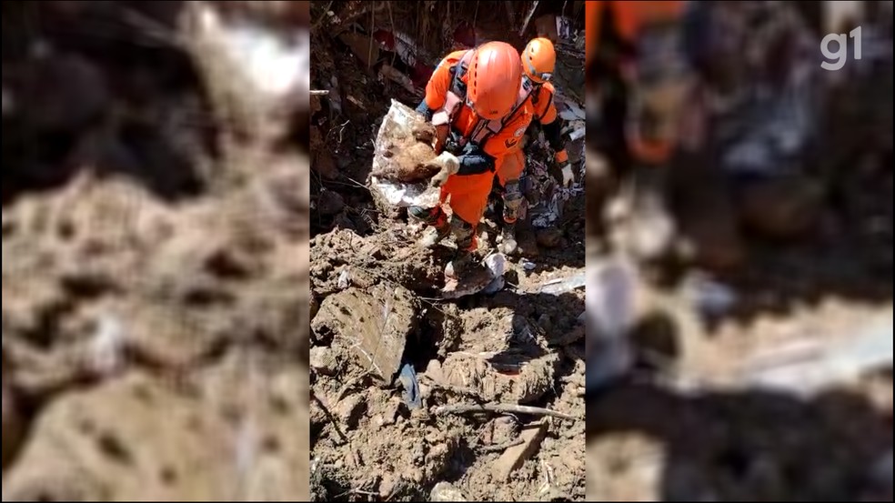 Gato foi resgatado com vida nesta quarta-feira (23) em Petrópolis — Foto: Divulgação/Corpo de Bombeiros