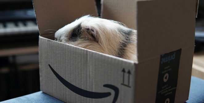 guinea pig, amazon, delivery