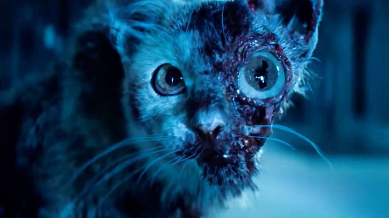 T. Ocellus se resume no crânio de um gato que já faleceu.