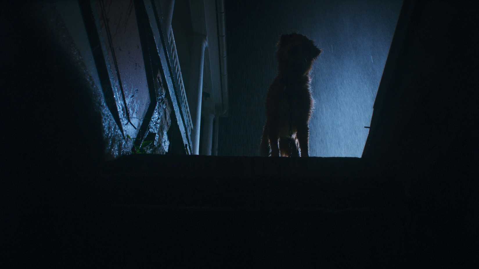 Um cachorro olhando abaixo de um conjunto sombrio de passos de fora na chuva do filme Good Boy
