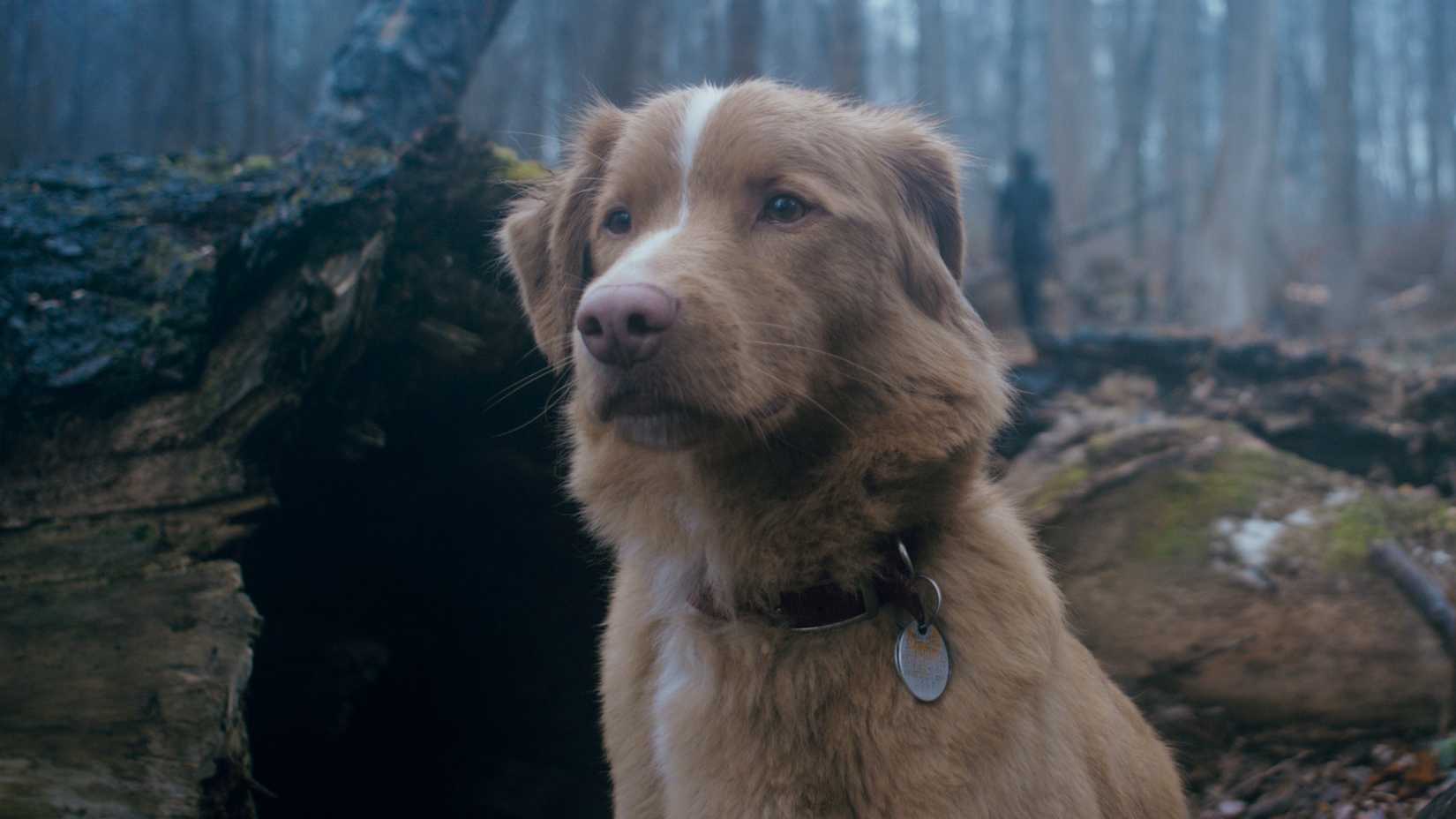 Indy, de pé na floresta, com um cardume rastejando atrás dele de bom garoto