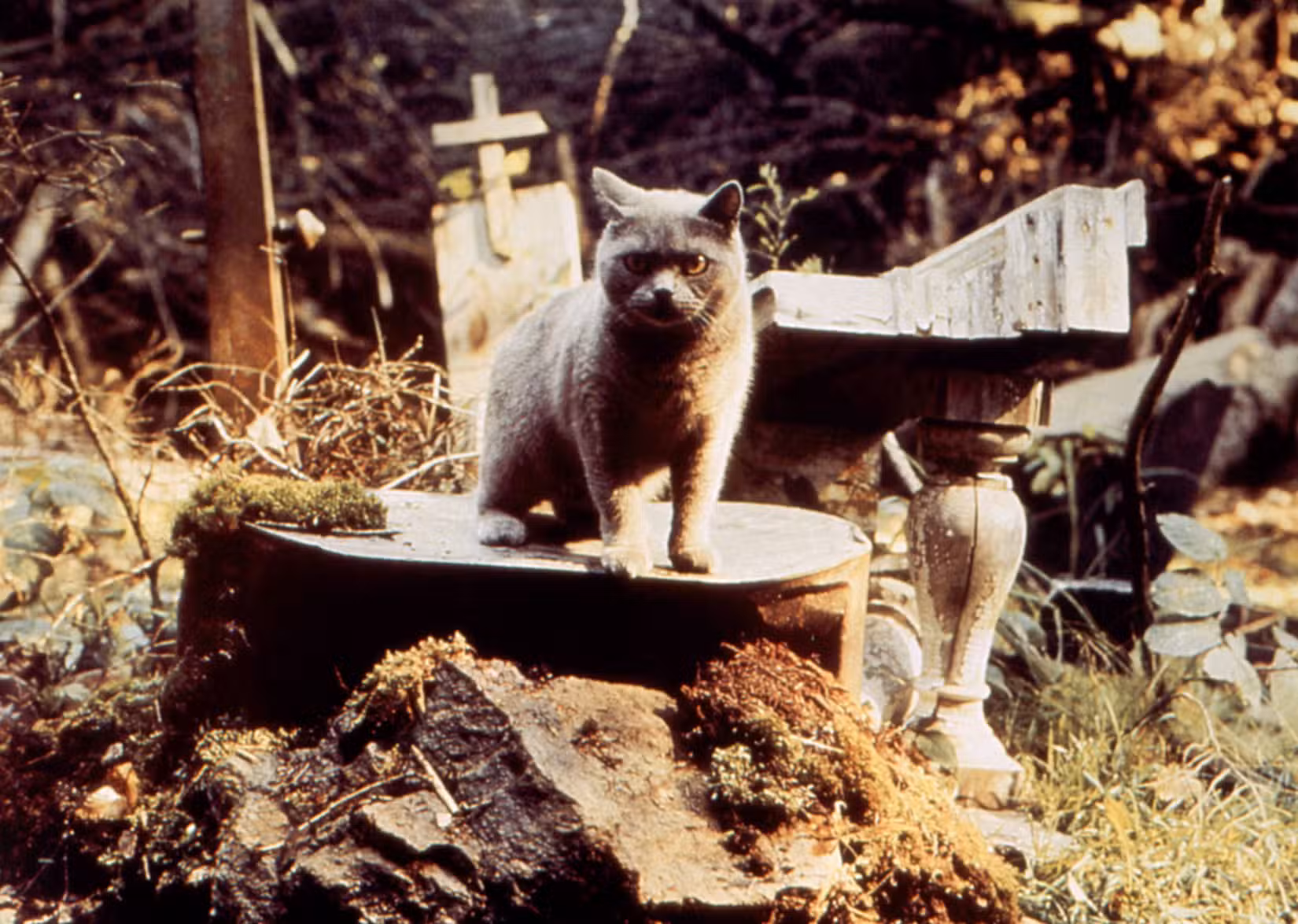 Gato Cemitério de Estimação
