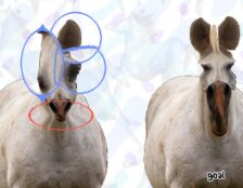 Horse Magnifier: The Full Horse chega ao Steam e vira o jogo mais curioso da semana