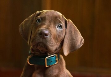 Scooby-Doo: Origins encerra gravações e ganha primeira imagem do cão; série chega em 2027