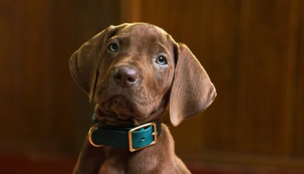 Scooby-Doo: Origins encerra gravações e ganha primeira imagem do cão; série chega em 2027