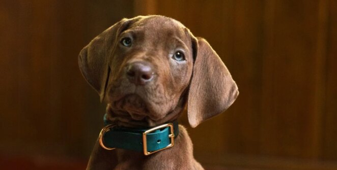 Scooby-Doo: Origins encerra gravações e ganha primeira imagem do cão; série chega em 2027