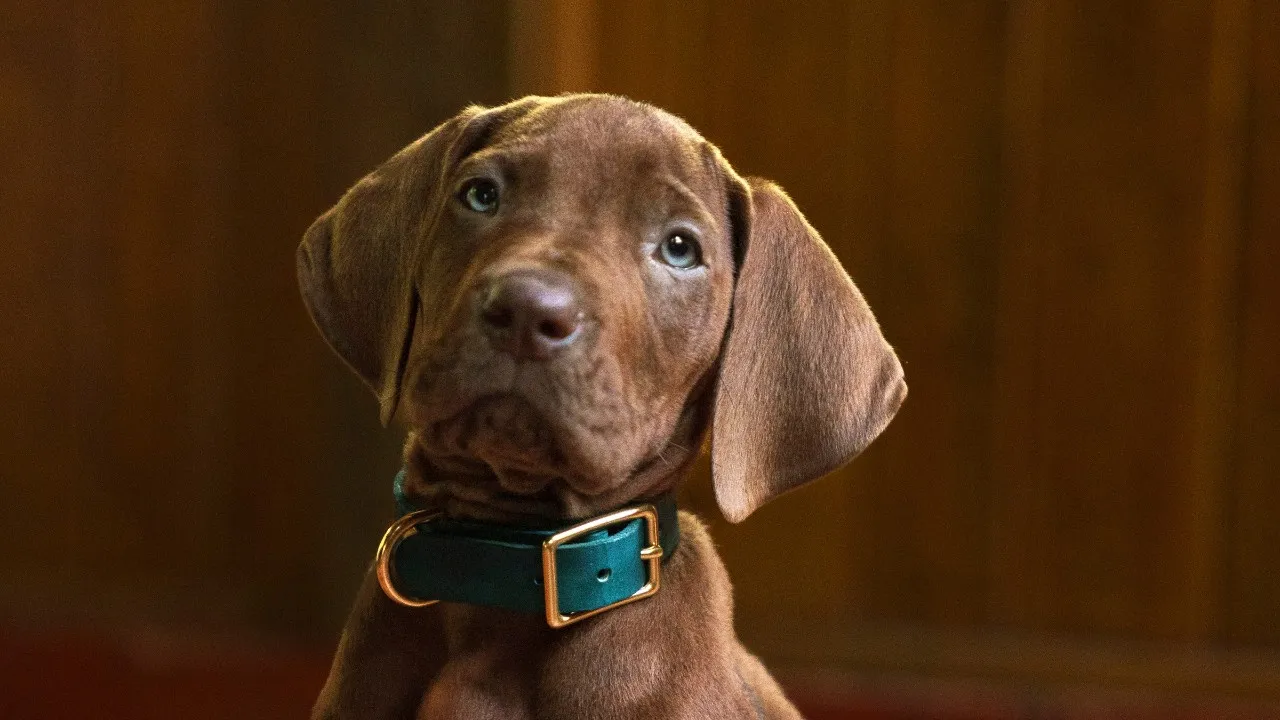 Scooby-Doo: Origins encerra gravações e ganha primeira imagem do cão; série chega em 2027