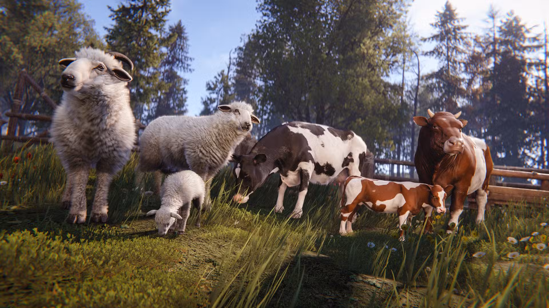 sheep